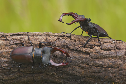 Jelonek rogacz - Lucanus cervus L. (autor: Krzysztof Sztaba, źródło: Nadleśnictwo Łopuchówko, licencja: Nadlesnictwo Łopuchówko)