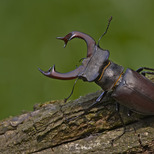 Jelonek rogacz- Lucanus cervus L. (autor: Krzysztof Sztaba, źródło: Nadleśnictwo Łopuchówko, licencja: Nadlesnictwo Łopuchówko)