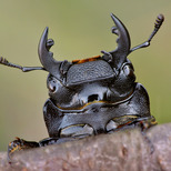 Ciolek matowy_Dorcus parallelopipedus L. (autor: Krzysztof Sztaba, źródło: Nadleśnictwo Łopuchówko, licencja: Nadlesnictwo Łopuchówko)