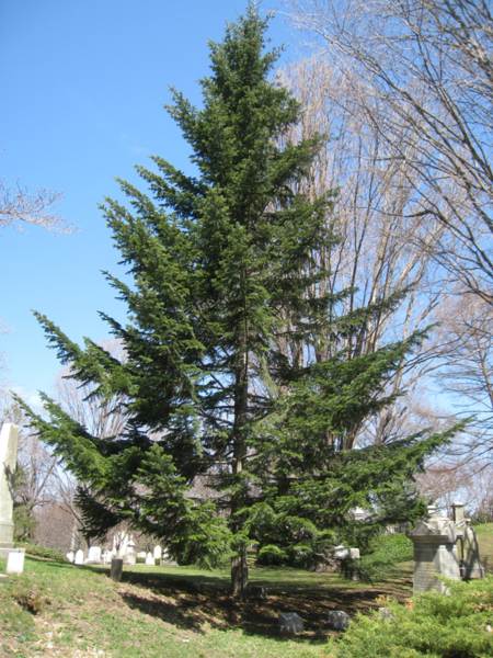 Jodła pospolita - drzewo (autor: Daderot, źródło: Wikipedia, licencja: domena publiczna)