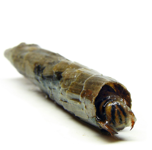 Chruściki - larwa z innym typem domku (autor: Matt Reinbold, źródło: flickr.com, licencja: CC BY-SA 2.0)