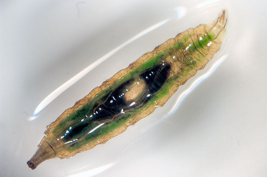 Komarnice - larwa (autor: Leo Papandreou, źródło: flickr.com, licencja: CC BY-NC-SA 2.0)