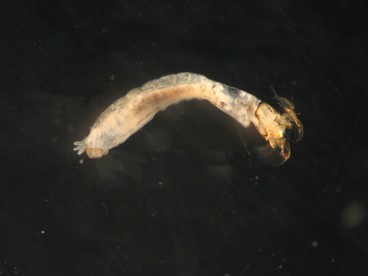 Meszki - larwa (autor: Mopebiologia, źródło: Wikimedia Commons, licencja: CC BY-SA 3.0)
