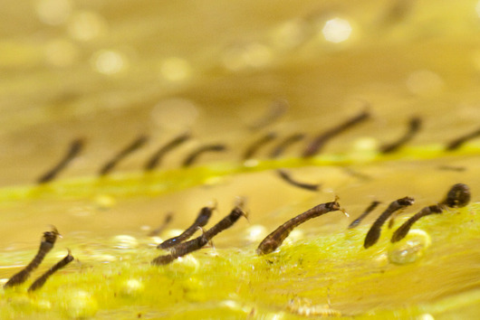 Meszki - kolonia larw (autor: Sarah Gregg, źródło: flickr.com, licencja: CC BY-NC-SA 2.0)