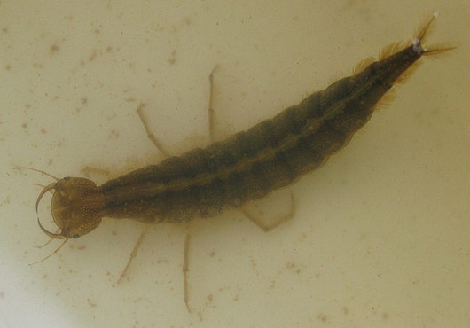 Pływakowate - larwa, widok z góry (autor: biodiversity21, źródło: flickr.com, licencja: CC BY-NC-SA 2.0)