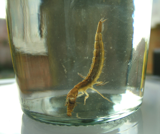 Pływakowate - larwa ze zdobyczą (autor: Tim Duckett, źródło: flickr.com, licencja: CC BY-NC-SA 2.0)
