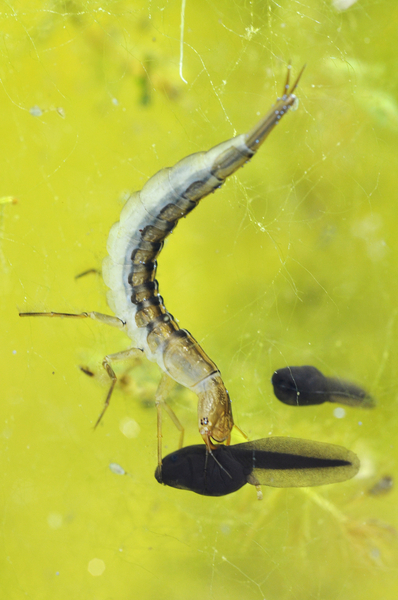 Pływakowate - larwa ze zdobyczą (autor: Gilles San Martin, źródło: flickr.com, licencja: CC BY-SA 2.0)