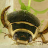 Pływakowate (Dytiscidae)