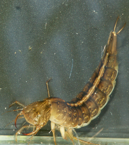 Pływakowate - larwa (autor: Piet Spaans, źródło: Wikimedia Commons, licencja: CC BY-SA 2.5)