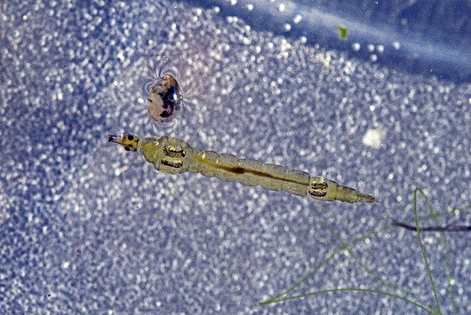Wodzieniowate - larwa (autor: Eco Heathen, źródło: flickr.com, licencja: CC BY-NC-ND 2.0)