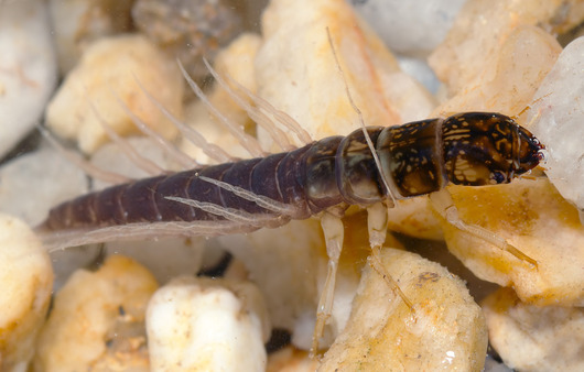 Żylenice - larwa (autor: André Karwath, źródło: Wikimedia Commons, licencja: CC BY-SA 2.5)
