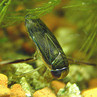 Wioślaki (Corixidae)