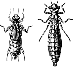Ważki różnoskrzydłe - larwy (rycina)