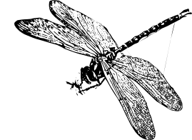 Ważki różnoskrzydłe - postać dorosła chwytająca zdobycz (rycina)