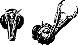 Ważki różnoskrzydłe - głowa oraz rozłożony aparat gebowy (rycina)