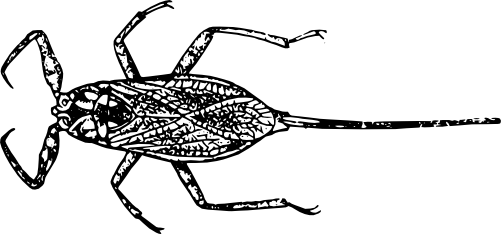 Płoszczyca - larwa (rycina)