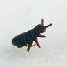 Skoczogonki wodne (Collembola)