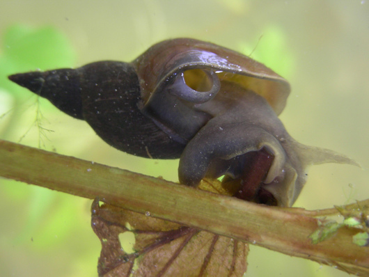 Ślimaki płucodyszne - Lymnaea stagnalis  (autor: Roy Stead, źródło: flickr.com, licencja: CC BY-NC-ND 2.0)