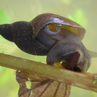 Ślimaki płucodyszne (Pulmonata)