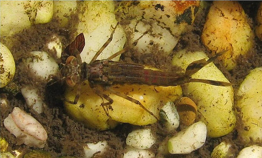 Ważki równoskrzydłe - larwa Pyrrhosoma nymphula (autor: dnnya17, źródło: flickr.com, licencja: CC BY-NC-ND 2.0)