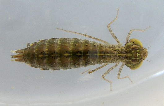 Ważki różnoskrzydłe - larwa (autor: DaveHuth, źródło: flickr.com, licencja: CC BY 2.0)