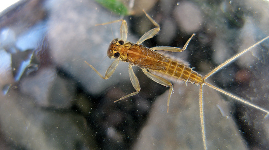Jętki - larwa (autor: Dave Huth, źródło: flickr.com, licencja: CC BY 2.0)