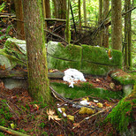 Śmieci w lesie (autor: Dru!, źródło: flickr.com, licencja: CC BY-NC 2.0)