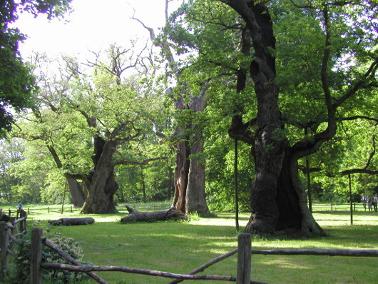 Lech Czech i Rus - stare dęby w Rogalińskim Parku Krajobrazowym (autor: Robert Wrzesiński, źródło: Wikimedia Commons, licencja: CC BY-SA 3.0)