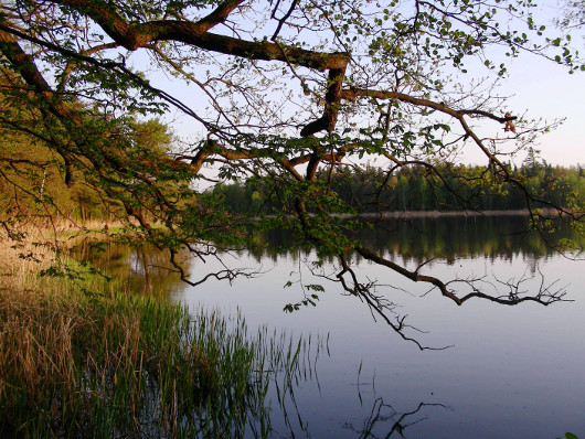 Staw Zofia - Zespół Przyrodniczo-Krajobrazowy Lipno, gmina Niemodlin, województwo Opolskie (autor: TomaszG, źródło: Wikimedia Commons, licencja: CC BY-SA 3.0)