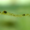 Wodzieniowate (Chaoboridae)