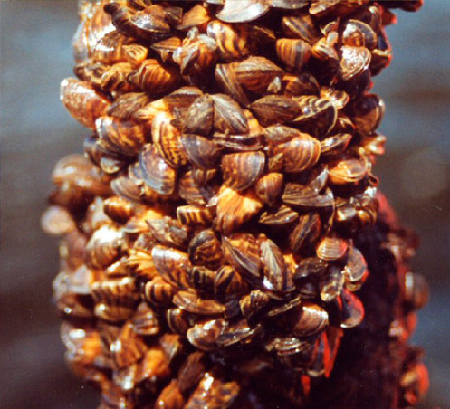 Racicznica zmienna - kolonia małży (autor: Dan Minchin, źródło: Wikimedia Commons, licencja: CC BY 2.5)