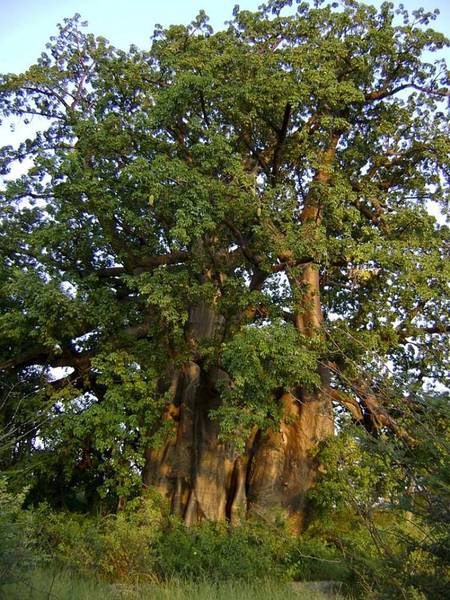 Baobab afrykański, źródło: Wikipedia