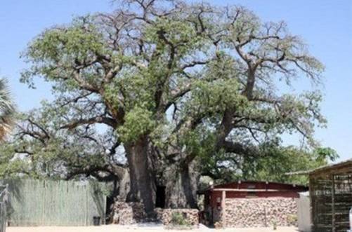 Baobab - drzewo, źródło: Wikipedia