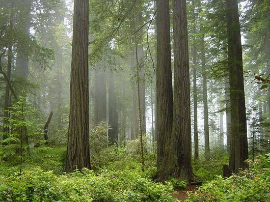 Sekwoje w Parku Narodowym Redwood, źródło: Wikipedia