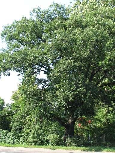 Dąb bezszypułkowy - drzewo (autor: Piotr Gach, źródło: www.mojedrzewa.pl)
