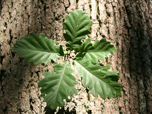 Dąb bezszypułkowy - zielone liście na tle kory (autor: Jean-Pol GRANDMONT, źródło: Wikipedia, licencja: CC BY-SA 3.0)