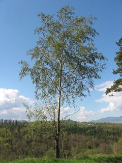 Topola osika (autor: Piotr Gach, źródło: www.mojedrzewa.pl)