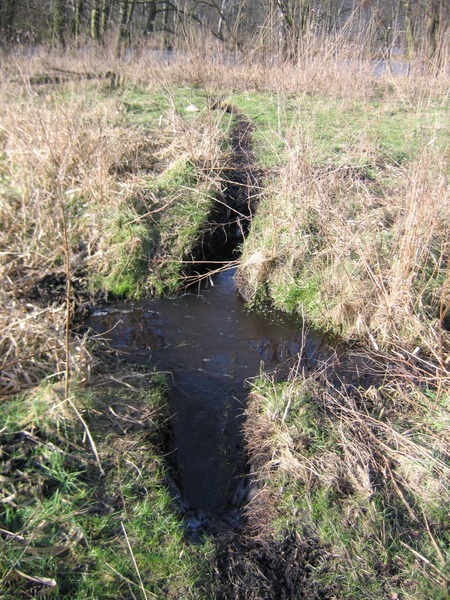 kanał wodny wykopany równolegle do bocznego rowu melioracyjnego, prowadzący do żerowiska źródło:własne; autor: Karolina Kuźniak
