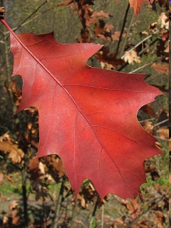 Dąb czerwony - liście jesienią (autor: Piotr Gach, źródło: www.mojedrzewa.pl)