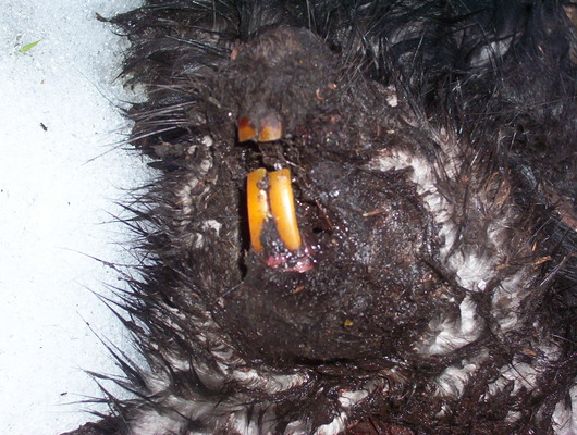 głowa bobra europejskiego źródło: własne; autor: Karolina Kuźniak