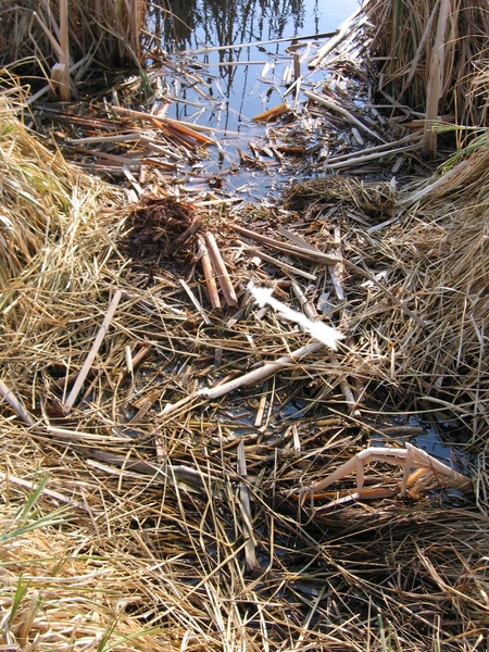 kopczyk zapachowy bobrów zlokalizowany na rzece trojanki źródło: własne; autor: Karolina Kuźniak