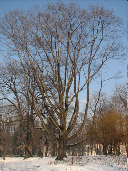 Dąb czerwony - drzewo zimą (autor: Piotr Gach, źródło: www.mojedrzewa.pl)