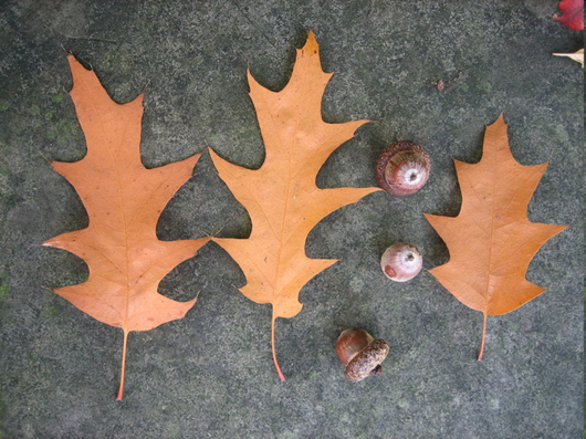 Dąb czerwony - liście suche (autor: Lynk media, źródło: Wikipedia, licencja: CC BY-SA 3.0)