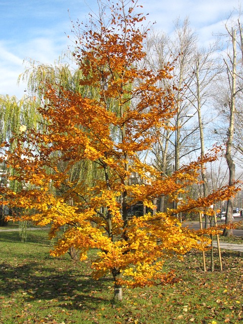 Buk zwyczajny - drzewo jesienią (autor: Piotr Gach, źródło: www.mojedrzewa.pl)
