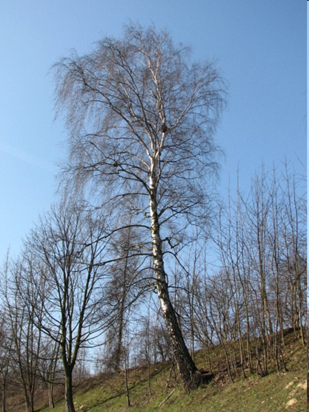 Brzoza brodawkowata - drzewo zimą (autor: Piotr Gach, źródło: www.mojedrzewa.pl)