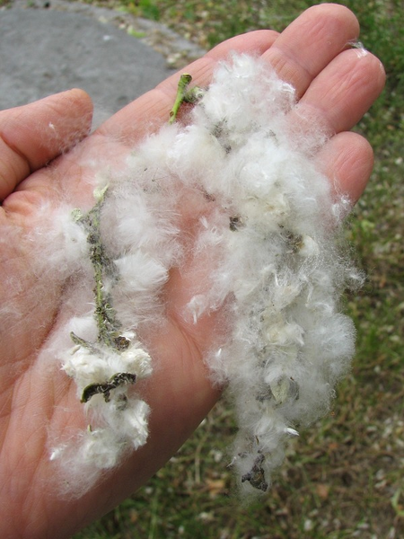 Topola osika - nasiona (autor: Piotr Gach, źródło: www.mojedrzewa.pl)
