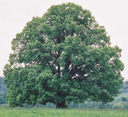 Lipa drobnolistna-drzewo
