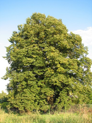 Lipa drobnolistna-drzewo 2