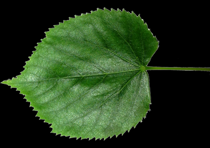 Lipa drobnolistna-pojedynczy liść