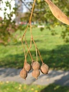 Lipa drobnolistna - owoce (autor: Piotr Gach, źródło: www.mojedrzewa.pl)